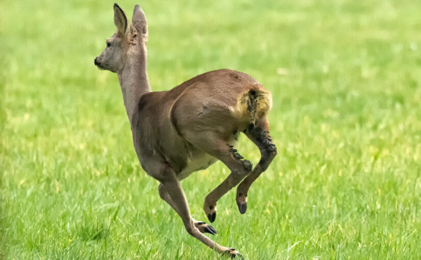 Mar 25 – Running away