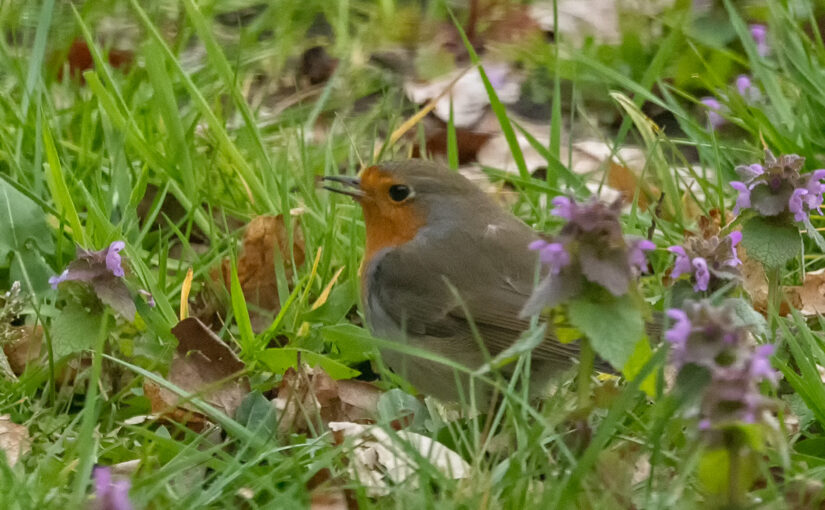 Mar 26 – In the grass
