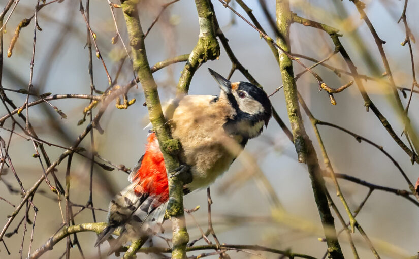 Mar 27 – In a tree