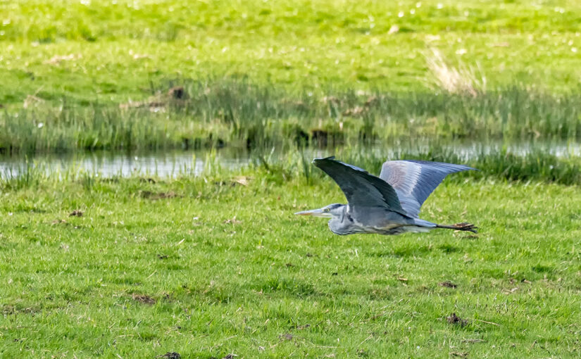 Apr 14 – Low-flyer