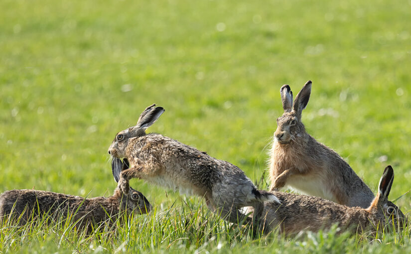 Hares playing in the field