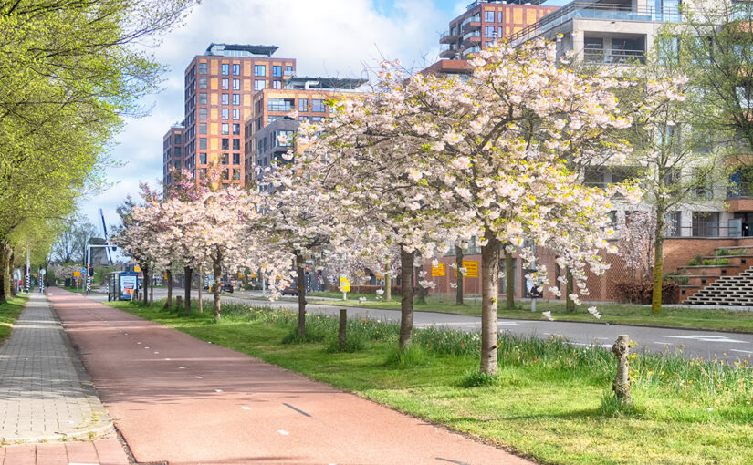Apr 19 – Blossom