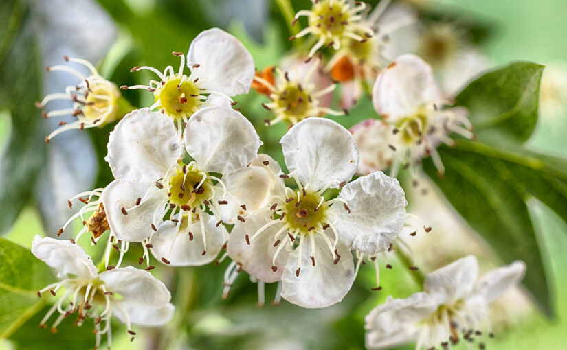 May 02 – Old flowers