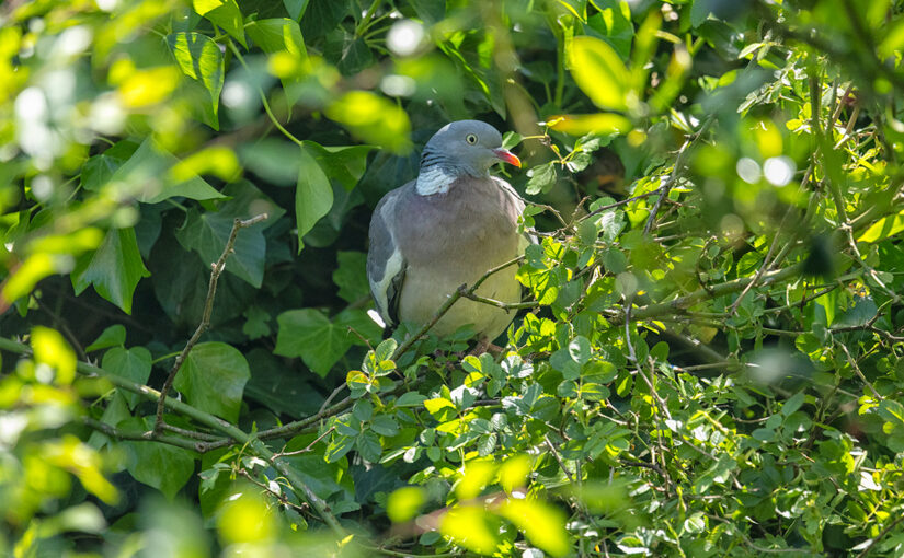 May 20 – Somewhat hidden