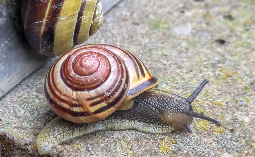 May 28 – Snail shells