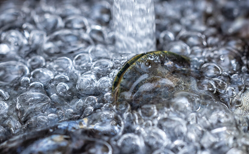 Jun 07 – Bubbles