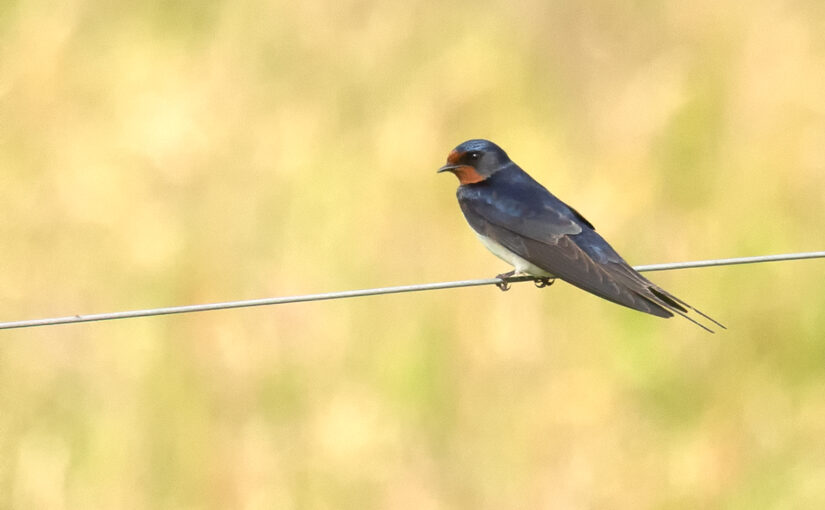Jun 09 – Swallow