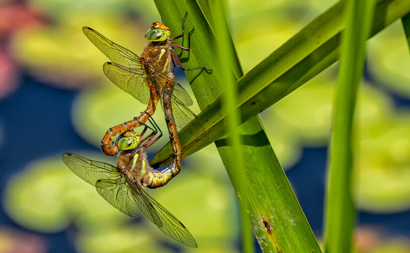 Jun 12 – A pair