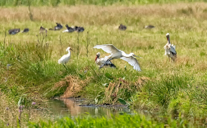 Jun 16 – Birds