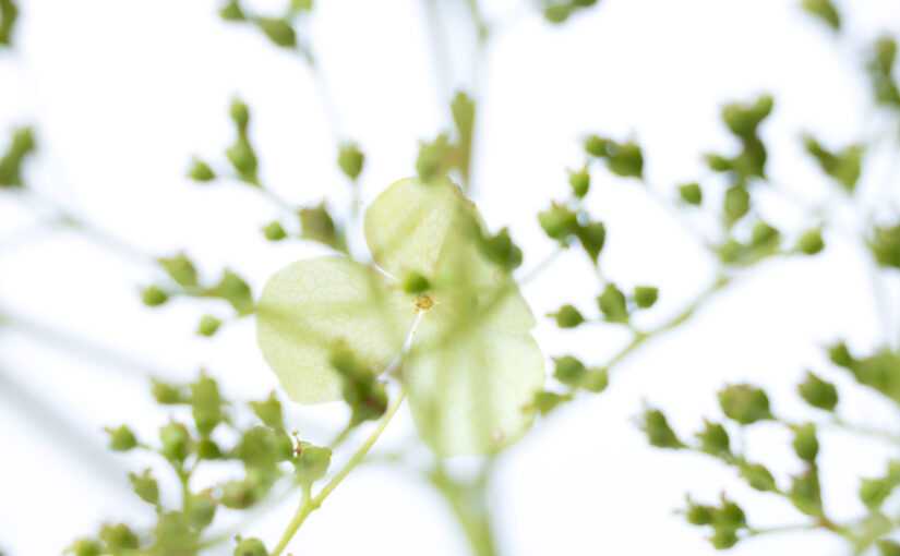 A flower picked from my garden