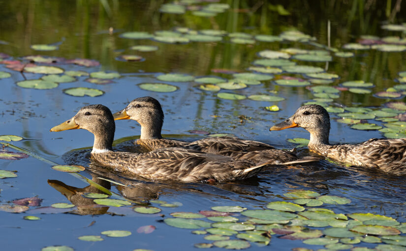 Jun 20 – Three of a kind