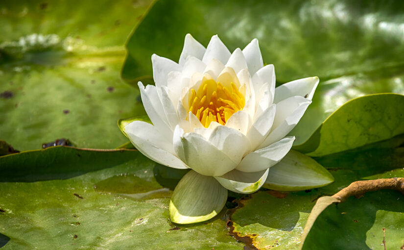 Jun 23 – Water lily