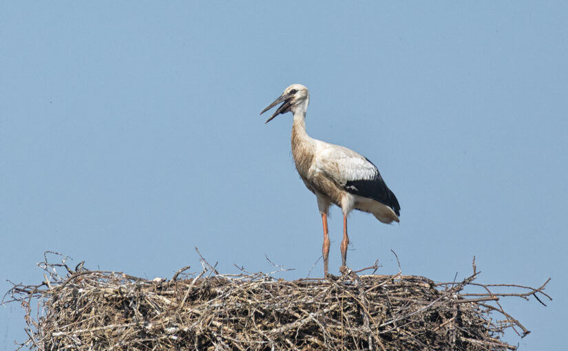 Jun 29 – On a nest