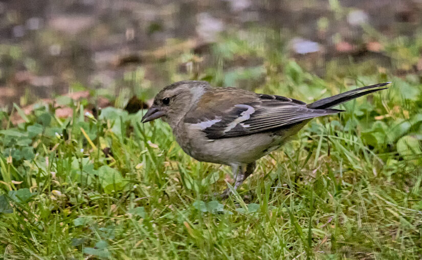 Jul 01 – Birdie