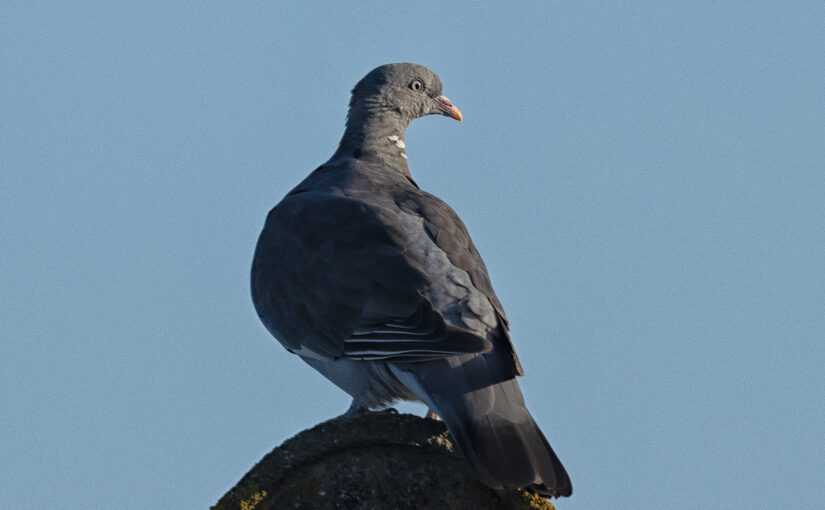A pigeon in the early morning sun