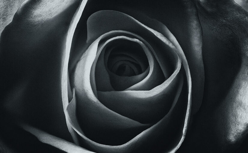 Aug 19 – Black flower
