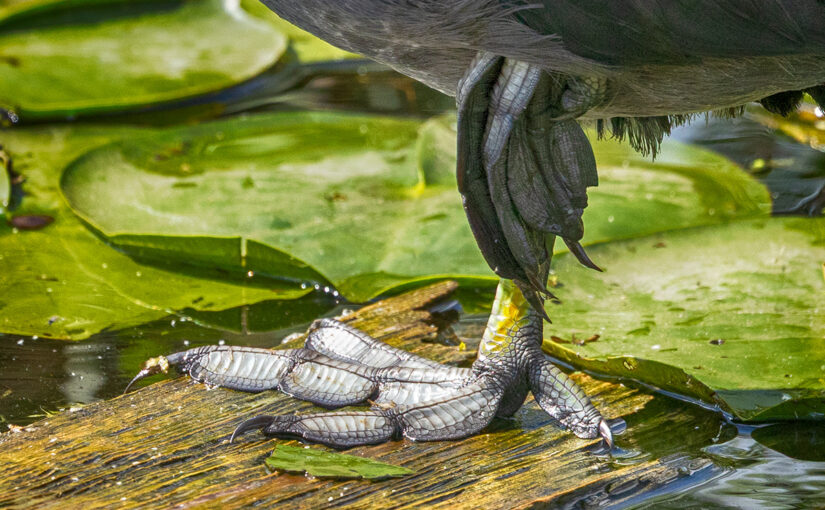 Sep 01 – Feet
