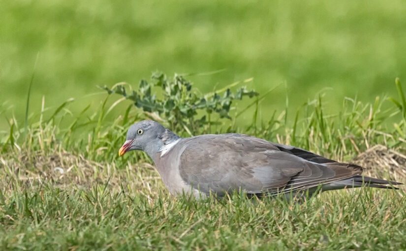 Sep 04 – In the grass