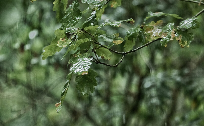 Sep 09 – Wet leaves