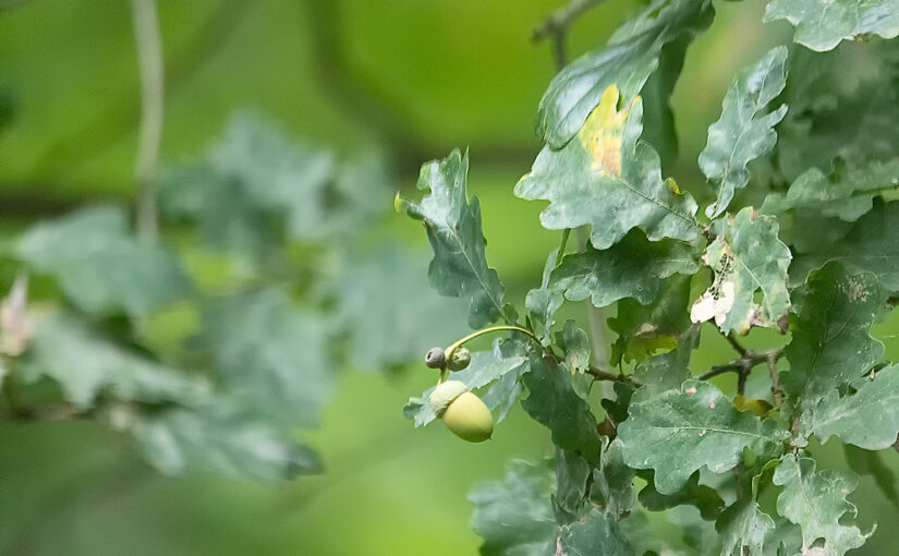 Sep 11 – Acorn