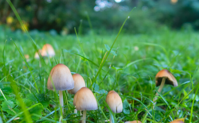 Sep 12 – Mushrooms