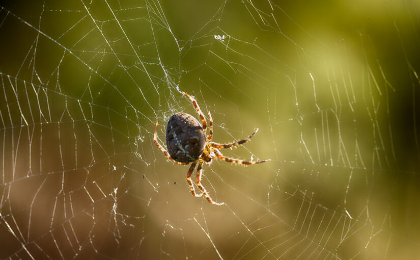 Sep 19 – Web