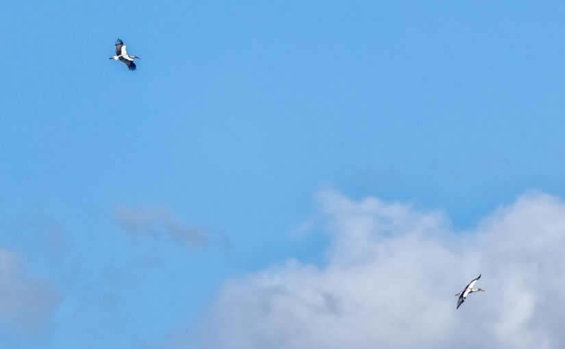 Sep 24 – Storks