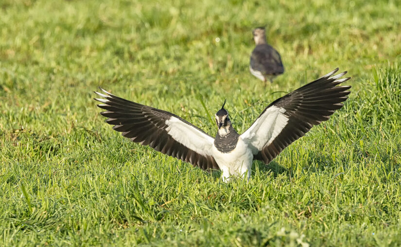 Oct 01 – Spread wings