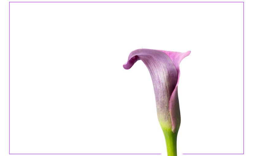Oct 17 – Purple