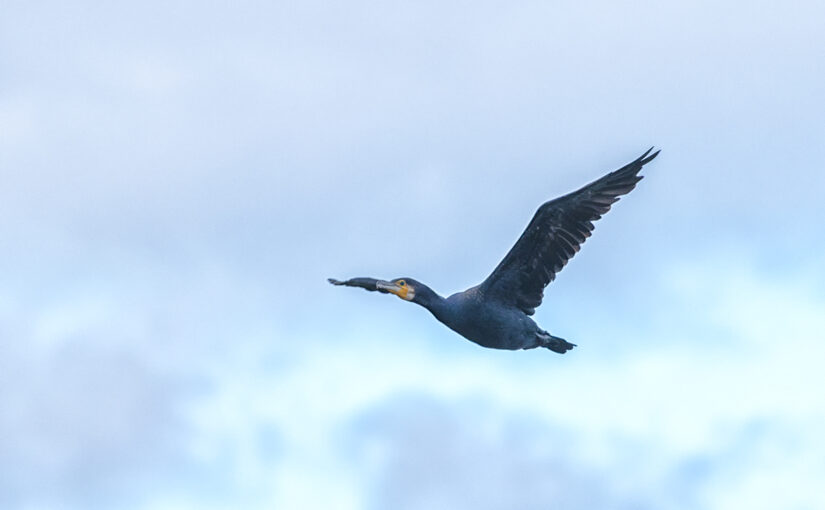 Oct 23 – Flying