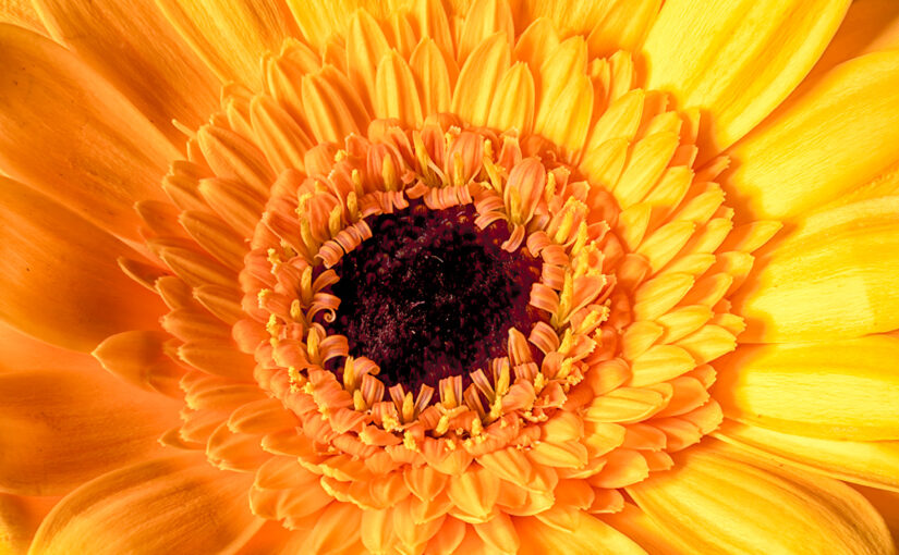 Oct 27 – Shades of yellow