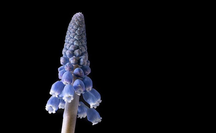 Jan 02 – Blooming
