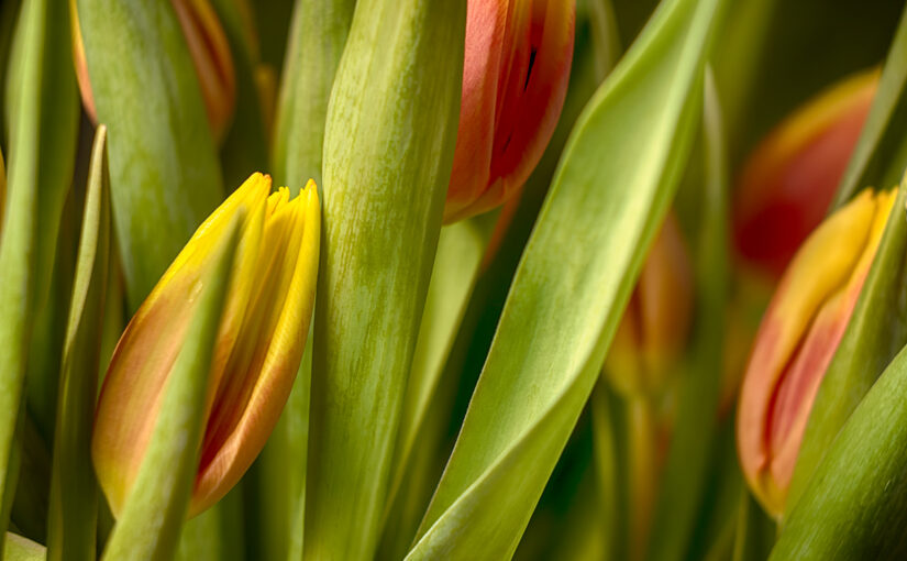 Jan 06 – Spring feeling