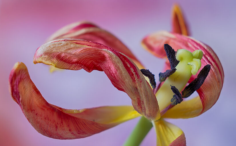 Jan 19 – Tulip