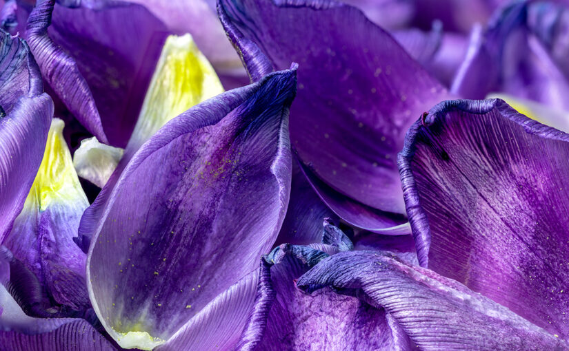 Feb 17 – Petals