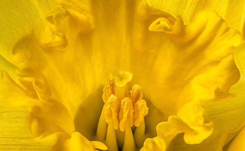 Feb 18 – Yellow