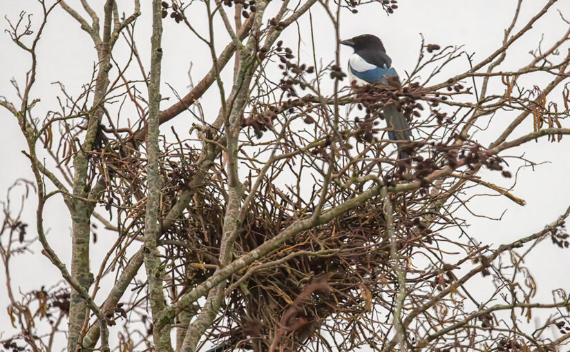 Feb 24 – Nest