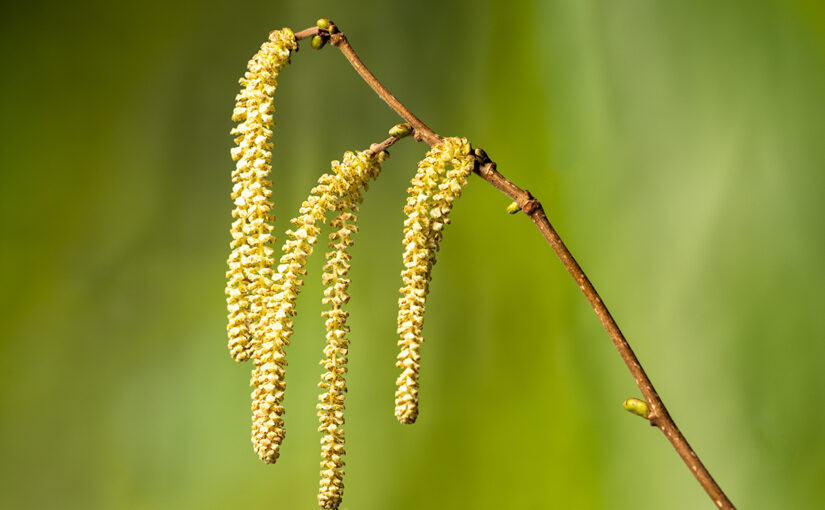 Mar 01 – Catkins