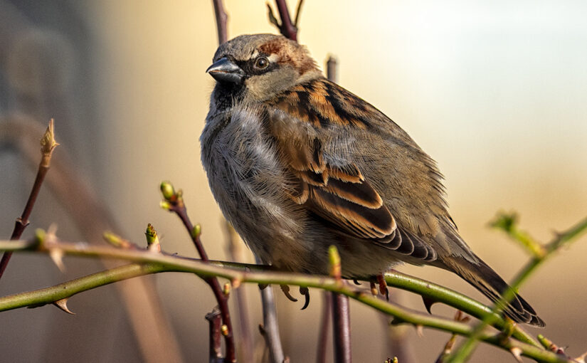Mar 08 – Sparrow