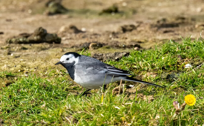 Mar 12 – Wagtail