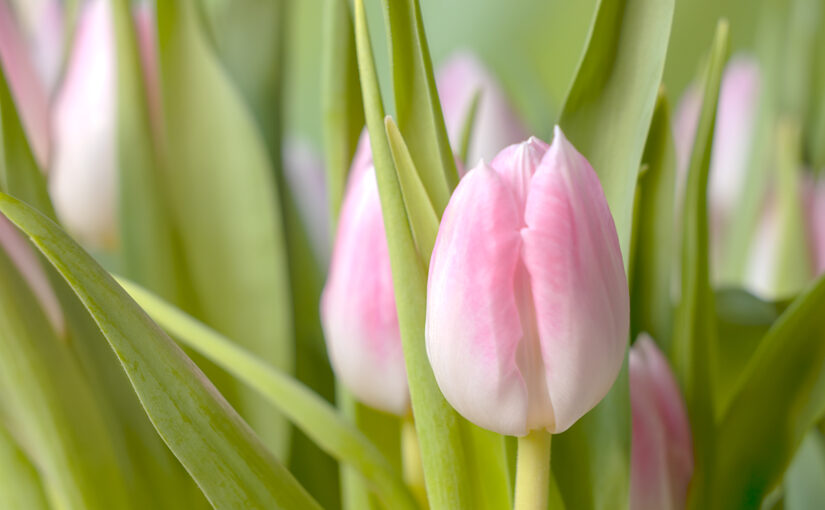 Mar 14 – Pinkish