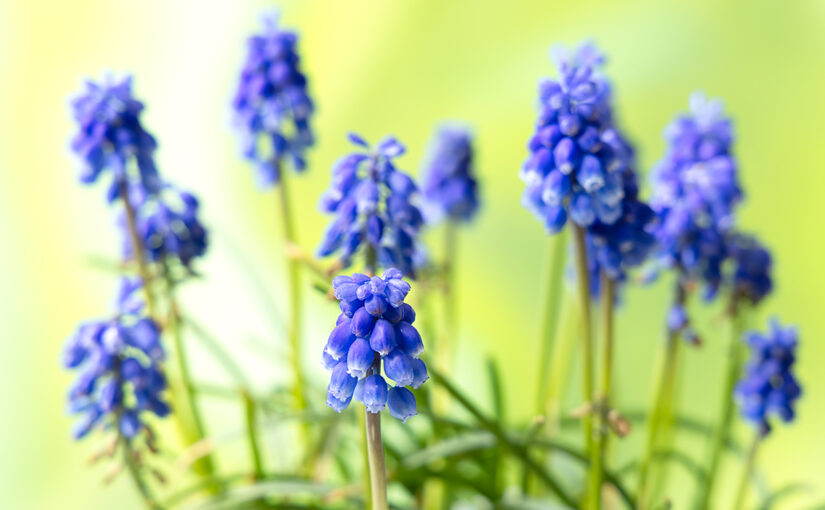 Mar 17 – Grape hyacinths