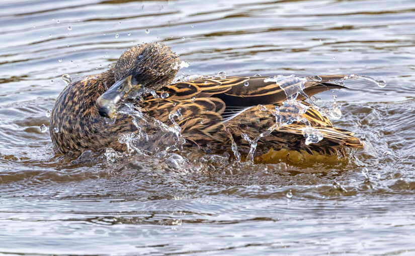 Mar 23 – Wet