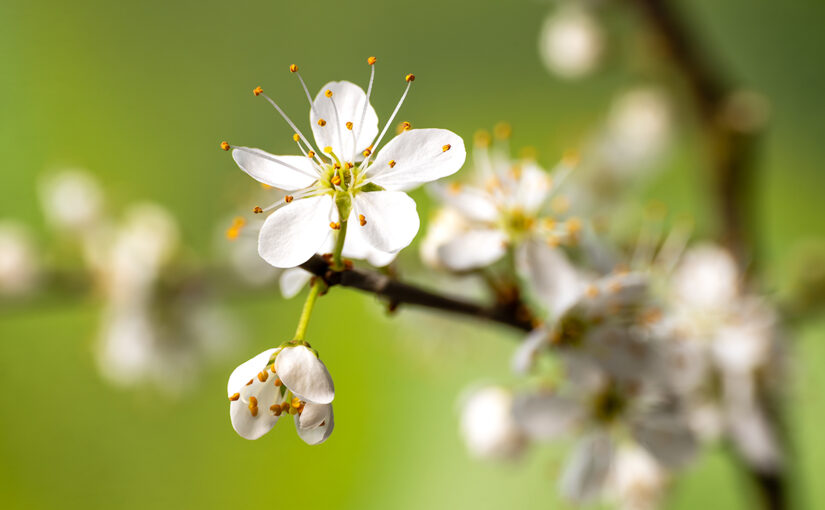 Mar 24 – Blossom