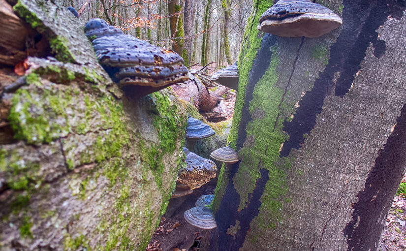 Mar 28 – Fungi