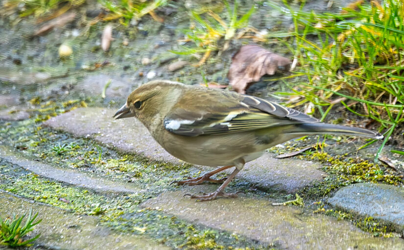 Mar 29 – Finch