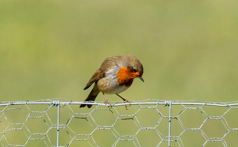Mar 30 – On a fence