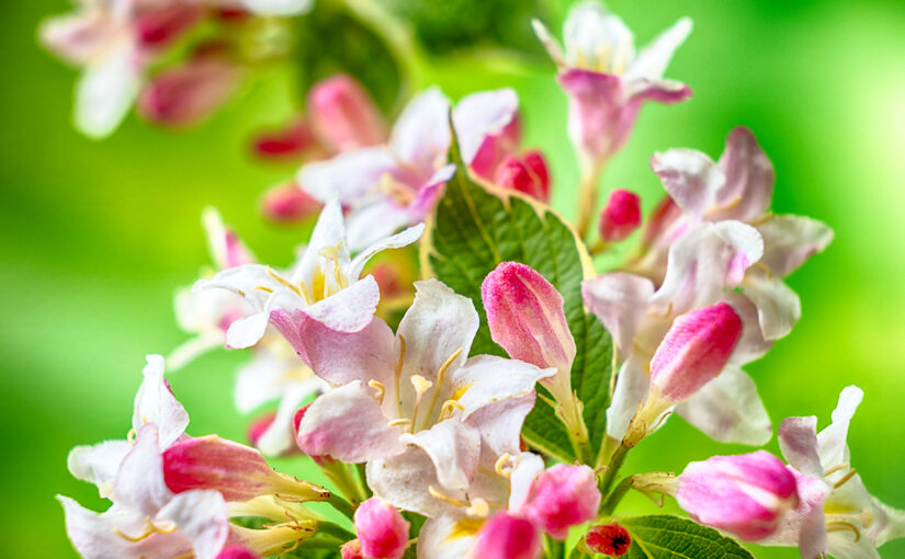 May 06 – Flowers