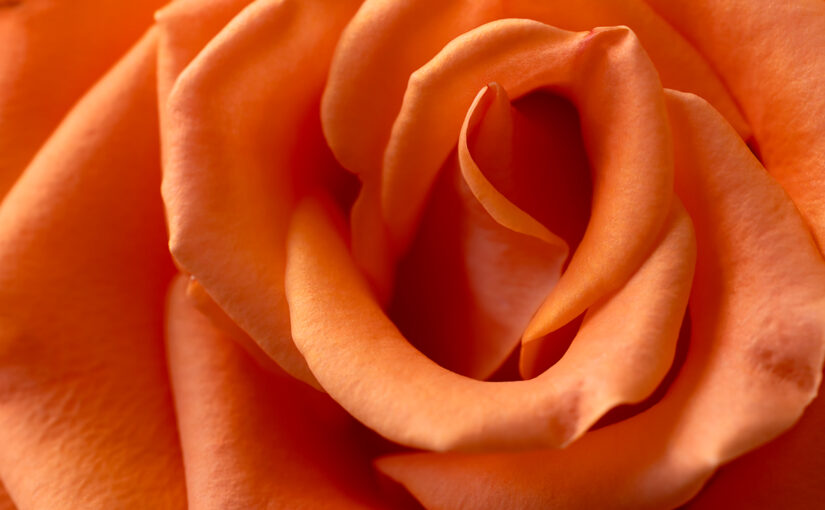 May 14 – Rose