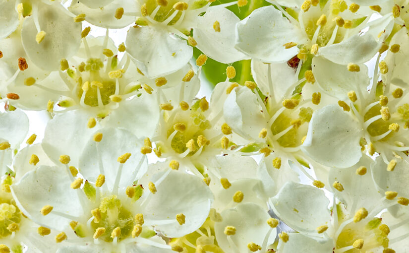 May 27 – Tiny